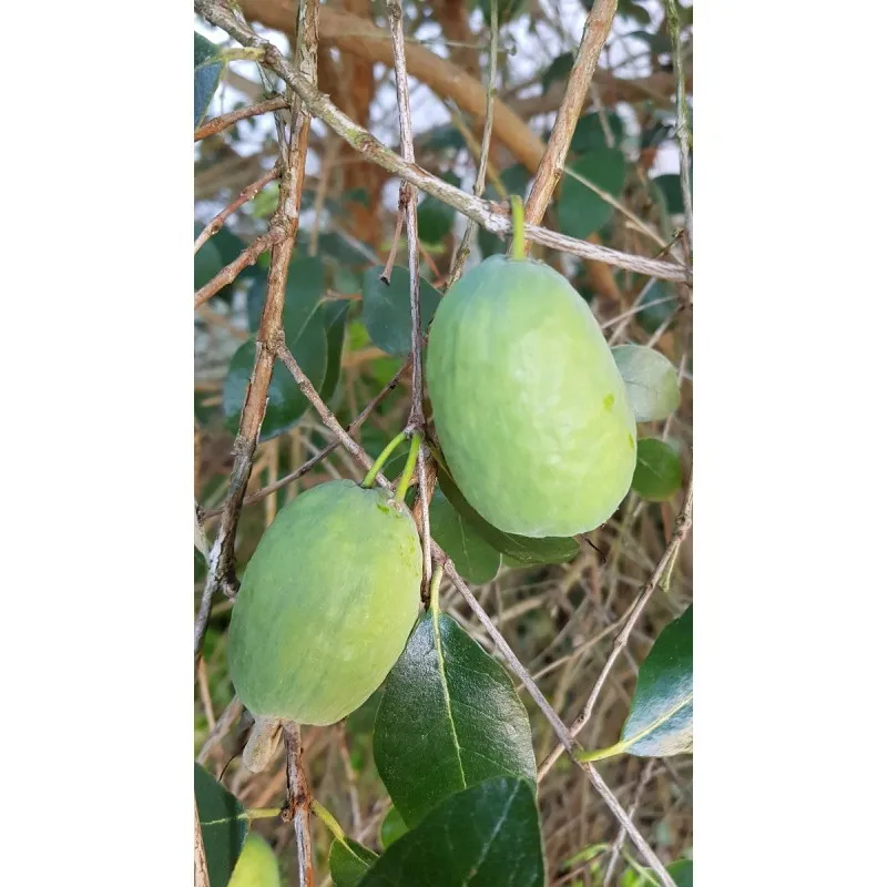 Feijoa sellowiana / Goyave verte / Conteneur de 5 à 6 litres / Arbuste fruitier