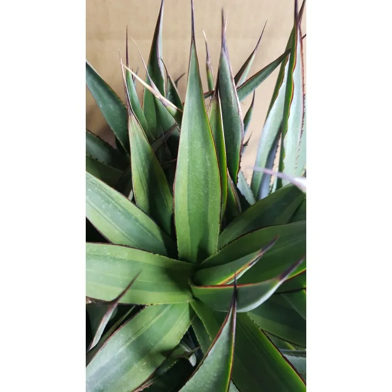 Agave attenuata 'Blue glow Marginata Shadow' (Multi-Tête) / Conteneur de 2 à 2.9 litres