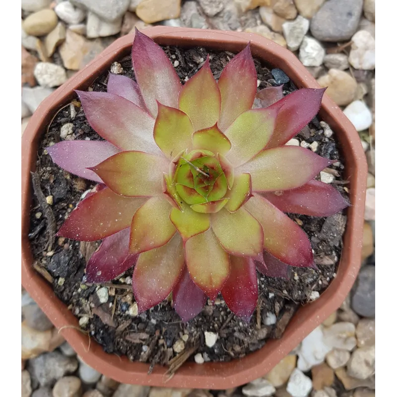 Sempervivum 'Orange Glow' / Joubarbe orange / Coupe de 12cm / Succulente