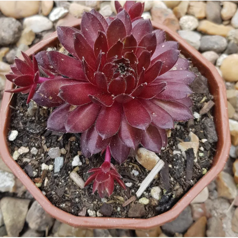 Sempervivum 'Flasher' / Joubarbe bicolore / Coupe de 12cm / Succulente