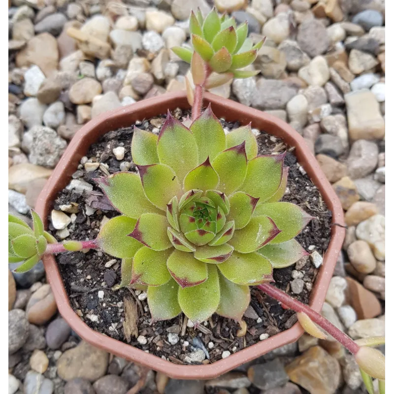 Sempervivum 'Leon Yellow' / Joubarbe jaune tendre / Coupe de 12cm / Succulente