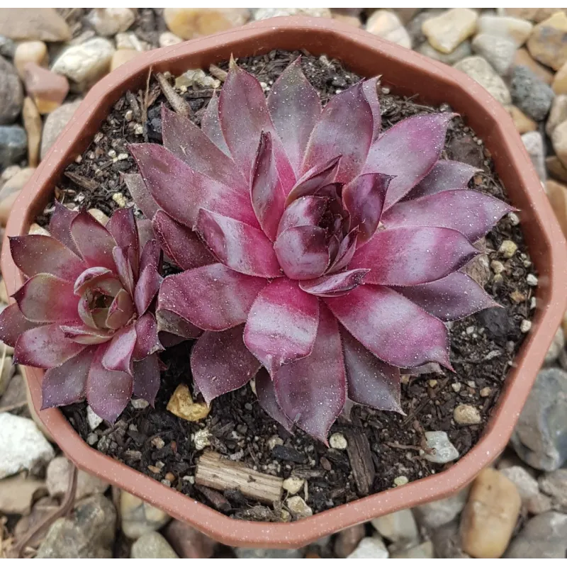 Sempervivum 'Zulay' / Joubarbe rose / Coupe de 12cm / Succulente