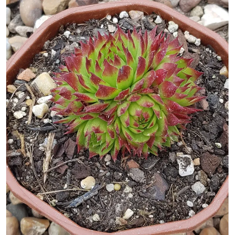 Jovibarba x nixonii 'Feuerrad' / Coupe de 12cm / Succulente