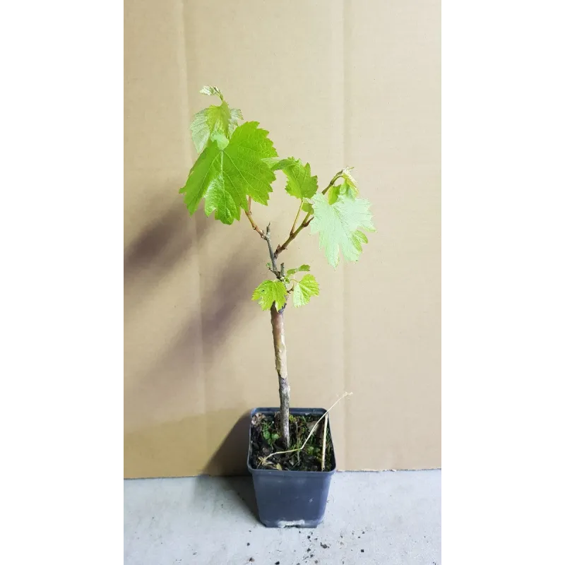 Vitis vinifera 'Chardonnay' / Vigne 'Chardonnay' / Conteneur de 1 à 1.9 litres