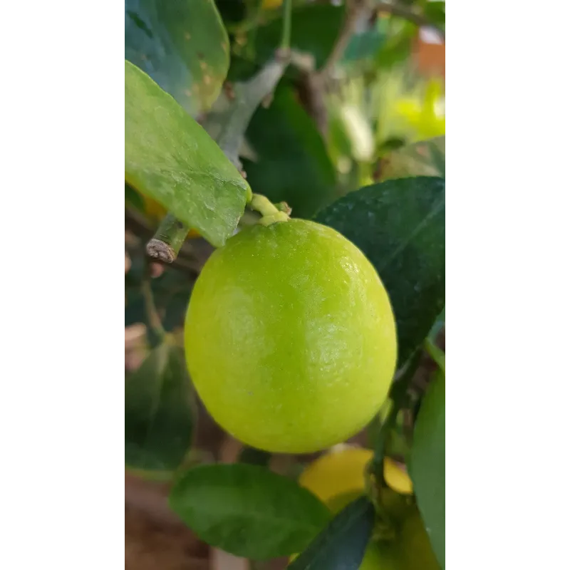 Citrus x latifolia 'Tahiti' greffé sur Volkameriana / Lime de Tahiti / Conteneur de 1 à 1.9 litres / Agrume