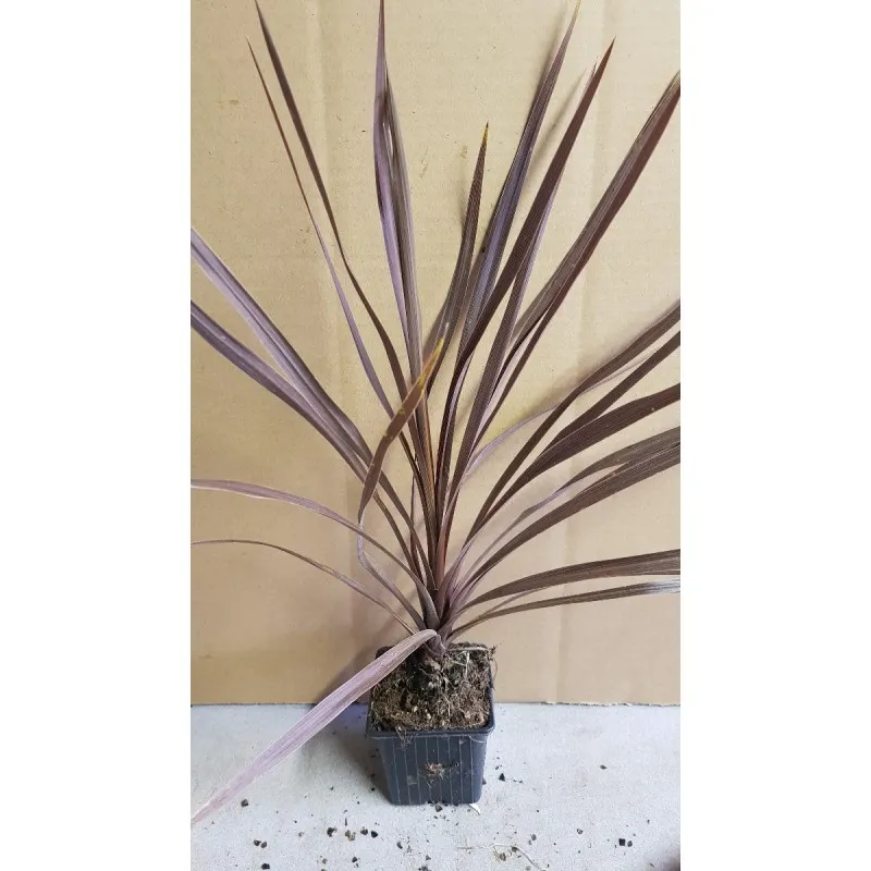 Cordyline australis ' Red Comet' / Cordyline australe pourpre / Godet