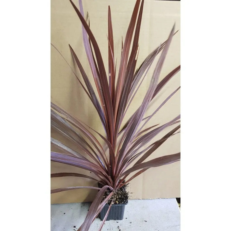 Cordyline australis ' Red Star' / Cordyline australe pourpre / Godet
