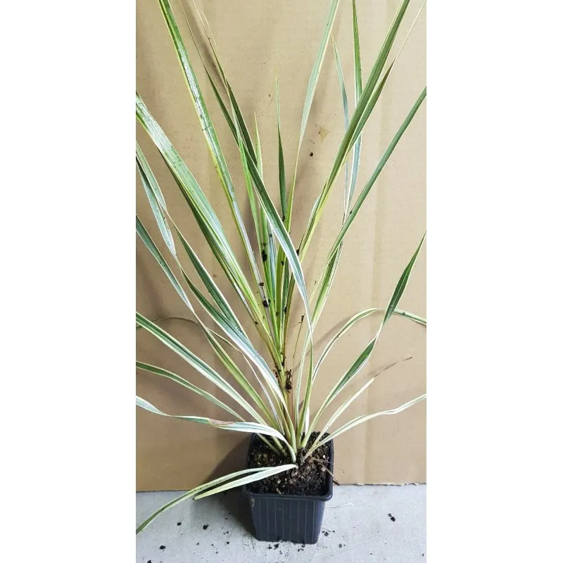 Cordyline australis 'Torbay Dazzler' / Cordyline australe 'Torbay Dazzler' / Godet