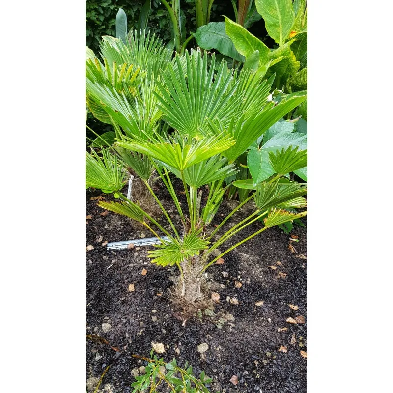 Trachycarpus wagnerianus / Palmier moulin à vent nain / Godet