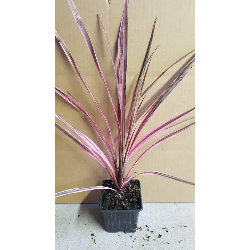 Cordyline australis 'Southern Splendour' / Cordyline australe 'Southern Splendour' / Godet