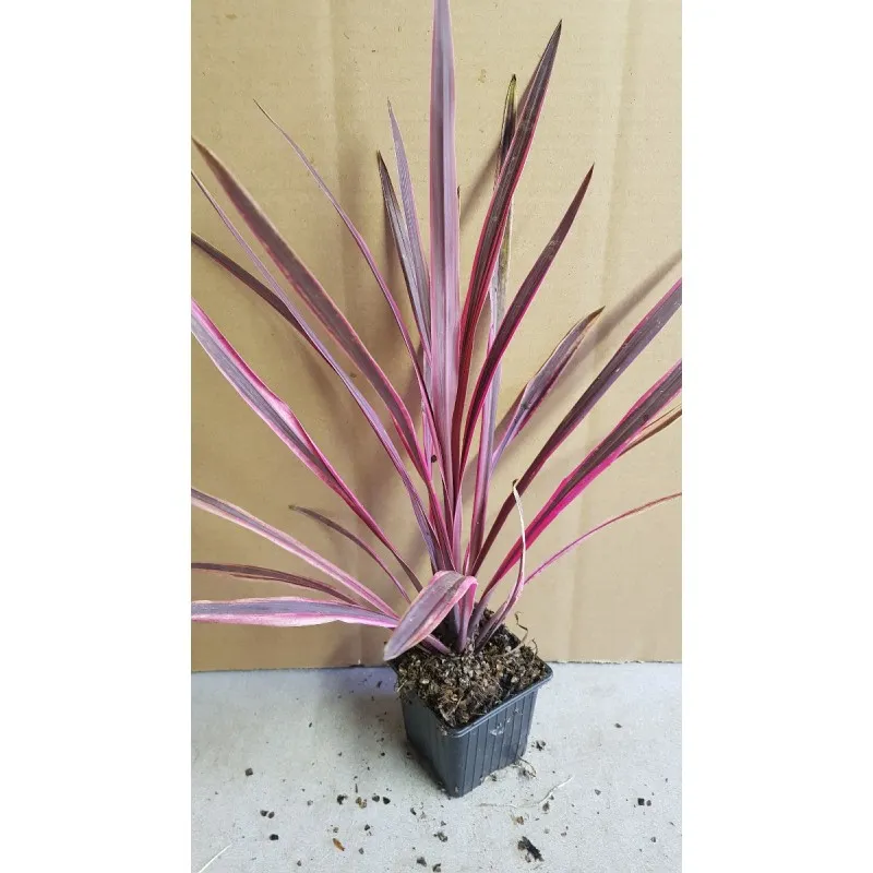Cordyline x banksii 'Paso Doble'® / Godet