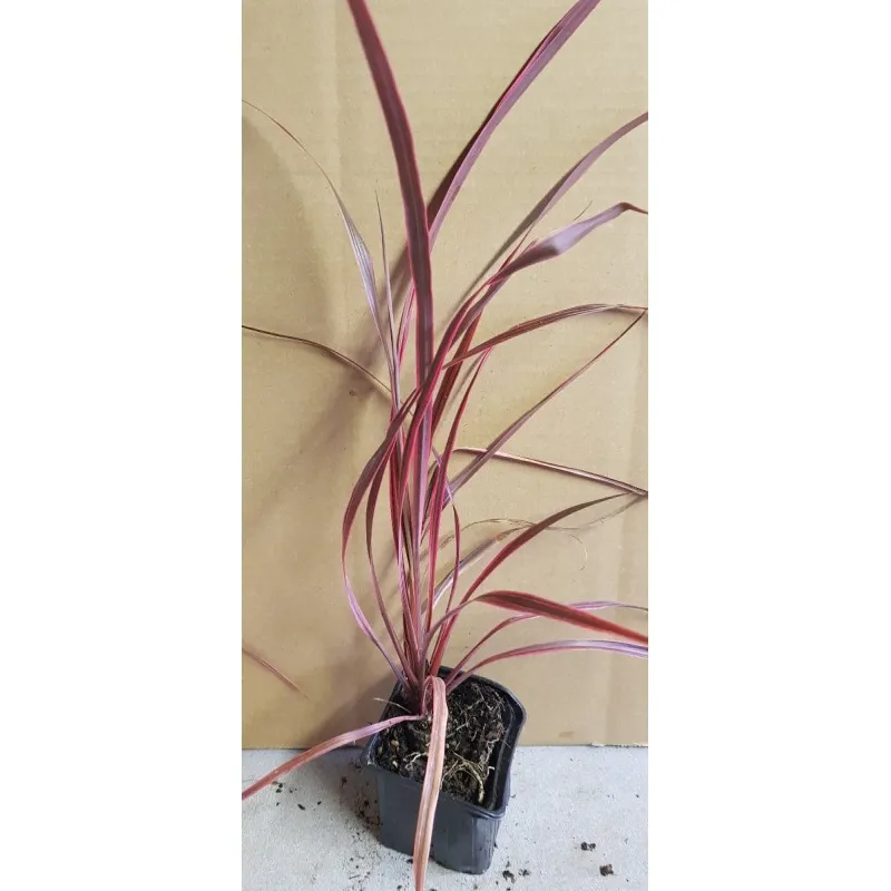 Cordyline x banksii 'Salsa'® / Godet
