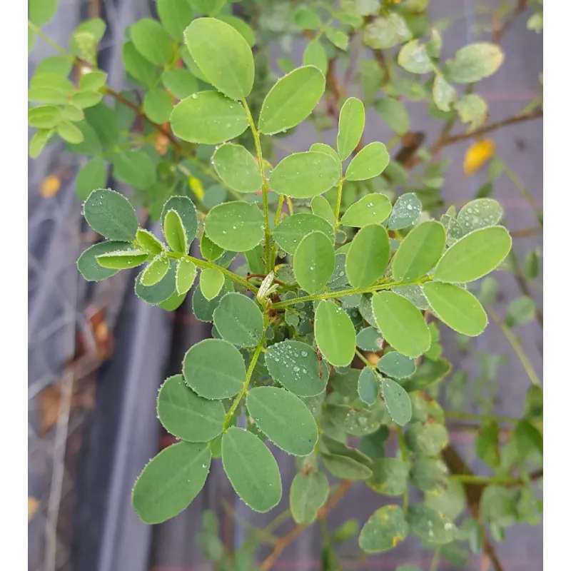 Colutea arborescens / Baguenaudier / Godet Anti-Chignon