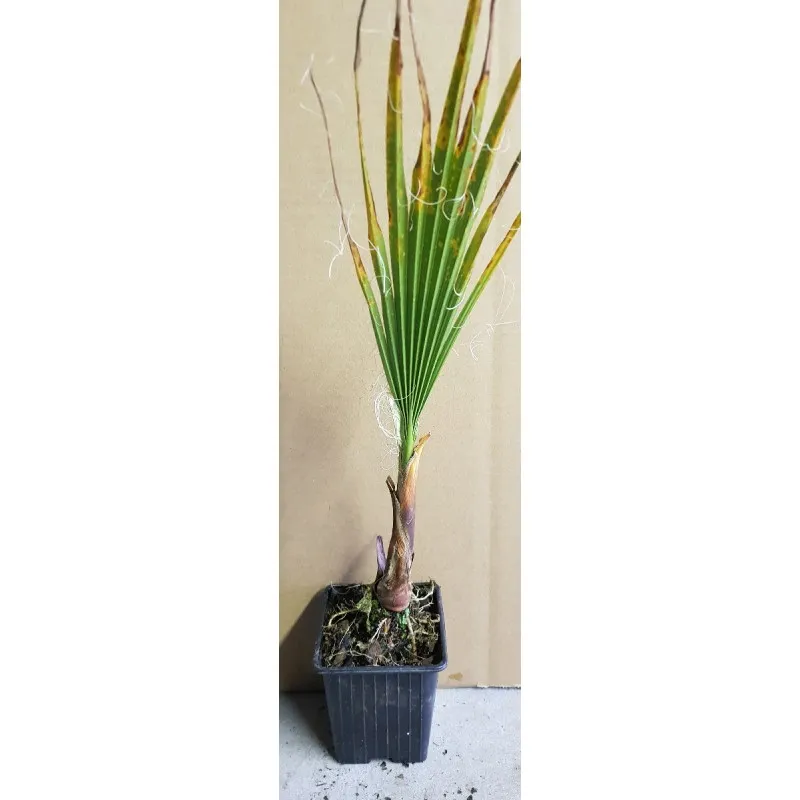 Washingtonia filifera / Palmier de Californie / Godet