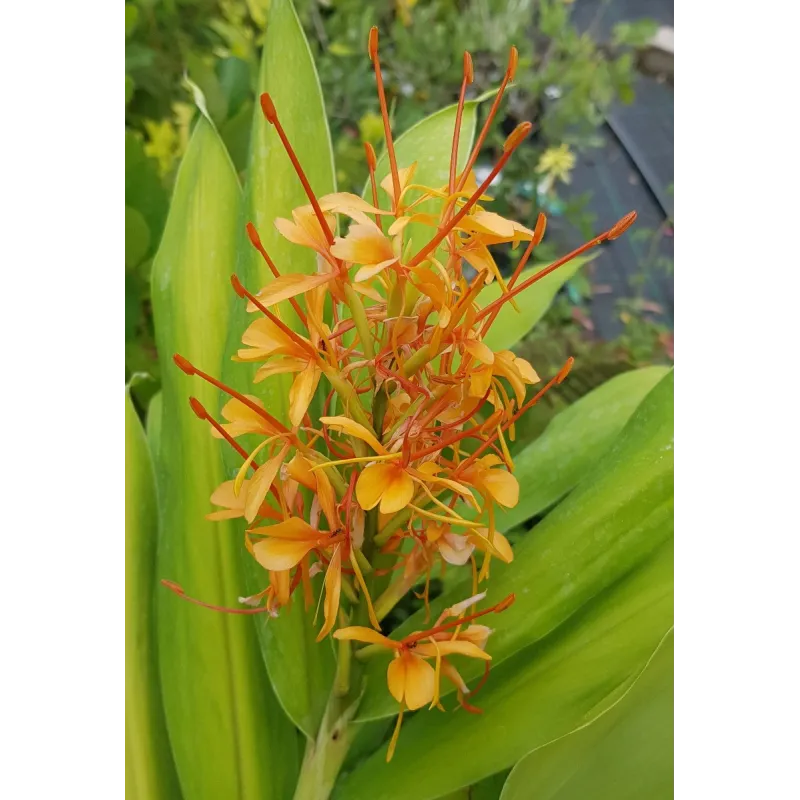 Hedychium coccineum 'Tara' / Longose rouge / Godet