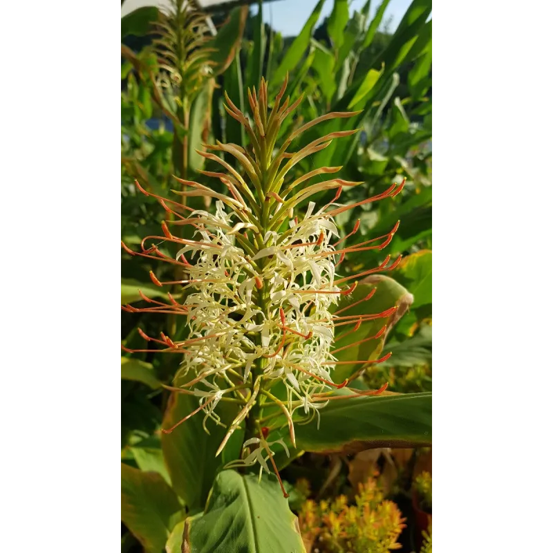Hedychium aurantiacum 'Blanc' / Longose blanc / Conteneur de 3 à 4 litres