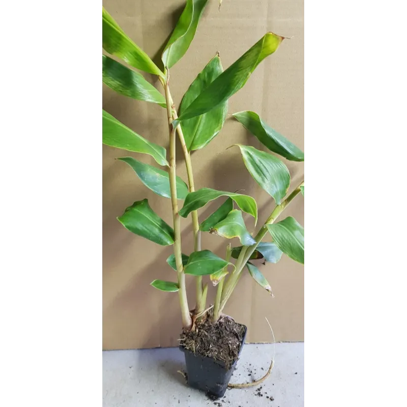 Hedychium gardnerianum / Longose jaune / Godet