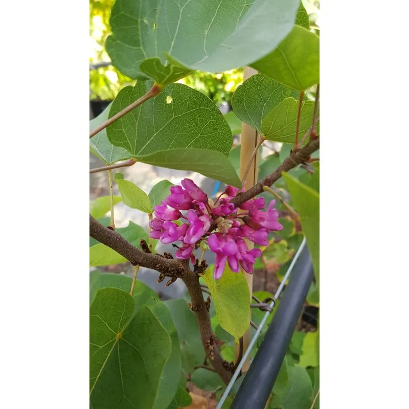 Cercis silicastrum / Arbre de Judée / Godet