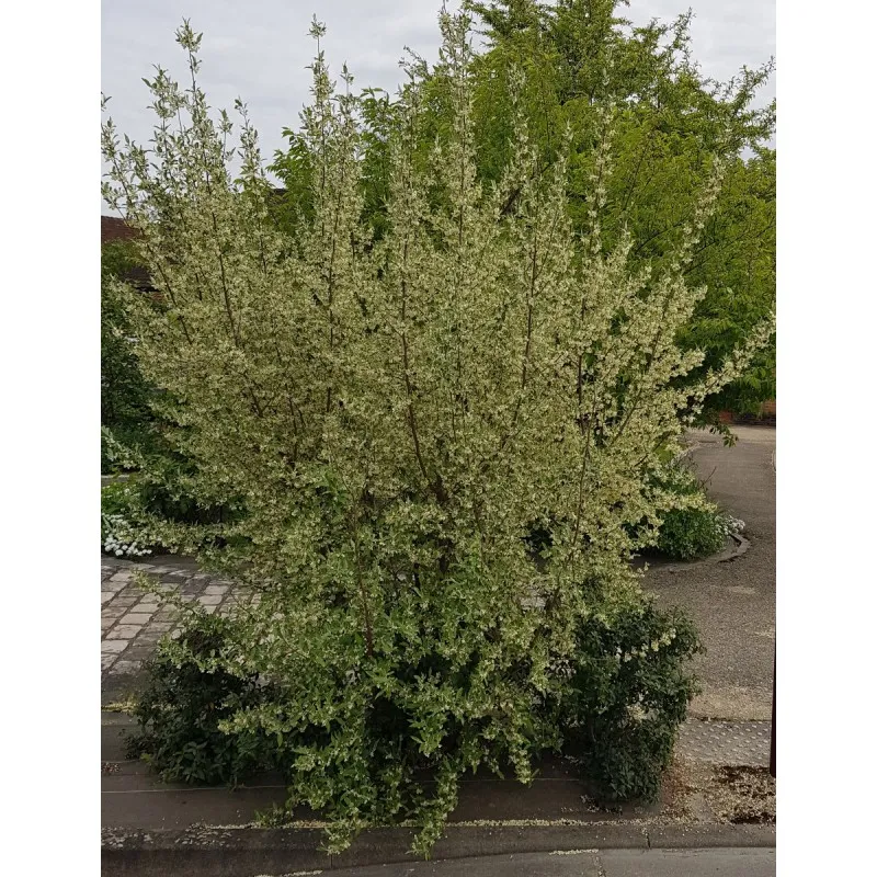 Elaeagnus umbellata (Semis) / Chalef d'automne / Goumi du Japon / Conteneur de 3 à 4 litres / Fruitier