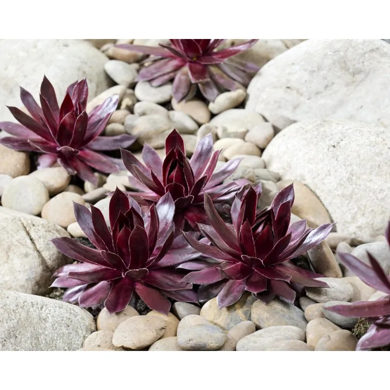 Sempervivum chick charms ® 'Cherries Jubilee™' / Joubarbe rouge cerise / Godet / Succulente