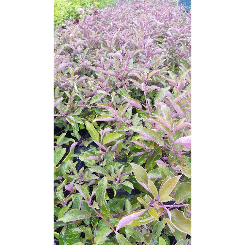 Vitex trifolia 'Purpurea' / Lilas d'arabie / Godet