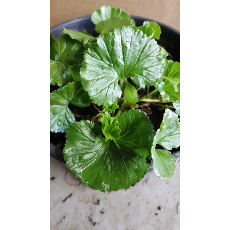 Gunnera magellanica / Rhubarbe de Magellan / Conteneur de 3 à 4 litres