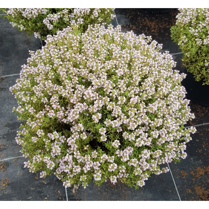 Thymus vulgaris / Thym de Provence / Conteneur de 2 à 2.9 litres / Aromatique