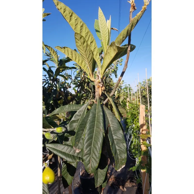 Eriobotrya japonica 'Algar' (De Greffe) / Néflier du Japon / Conteneur de 7 à 10 litres / Fruitier