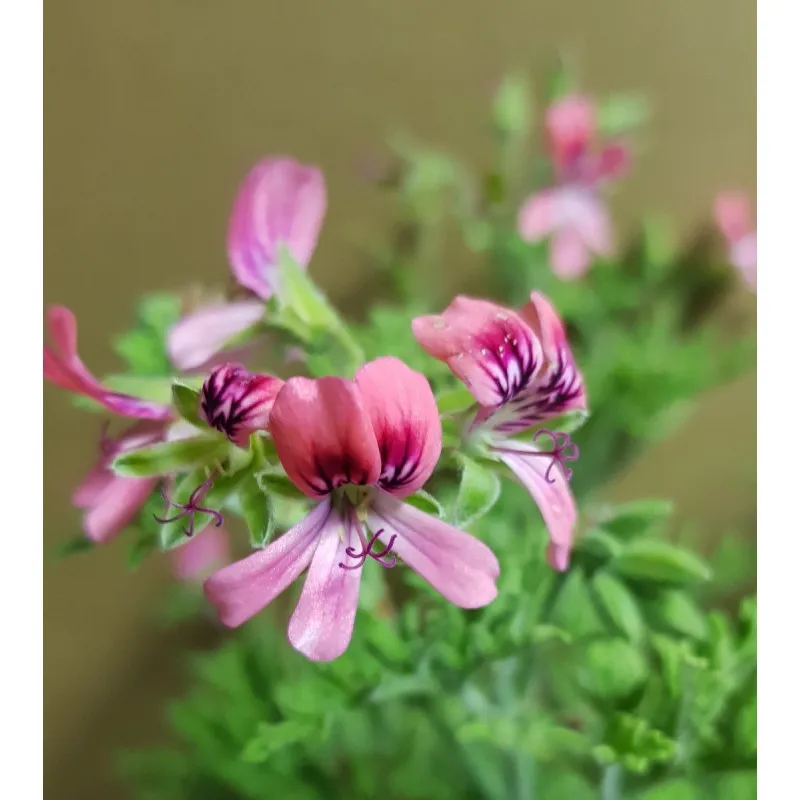 Pelargonium blandfordianum 'Roseum Clifford' / Géranium au parfum d'Absinthe / Godet