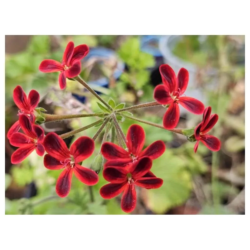 Pelargonium ardens / Géranium à caudex / Conteneur de 1 à 1.9 litres