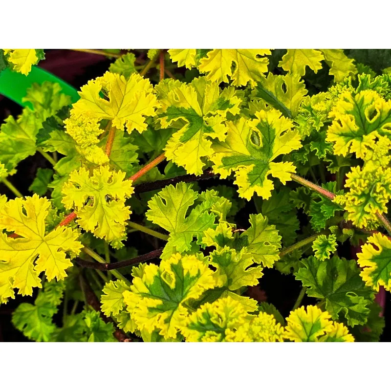 Pelargonium crispum 'Cy's Sunburst' / Géranium au parfum de citron / Conteneur de 1 à 1.9 litres