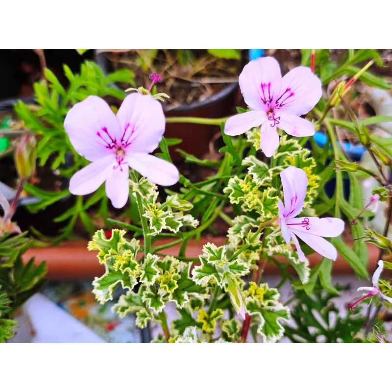 Pelargonium crispum 'Variegatum' / Géranium au parfum de pamplemousse / Conteneur de 1 à 1.9 litres