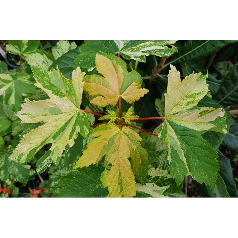 Acer pseudoplatanus (De Type) 'Simon Louis Frères' (De semis) / Conteneur de 2 à 2.9 litres