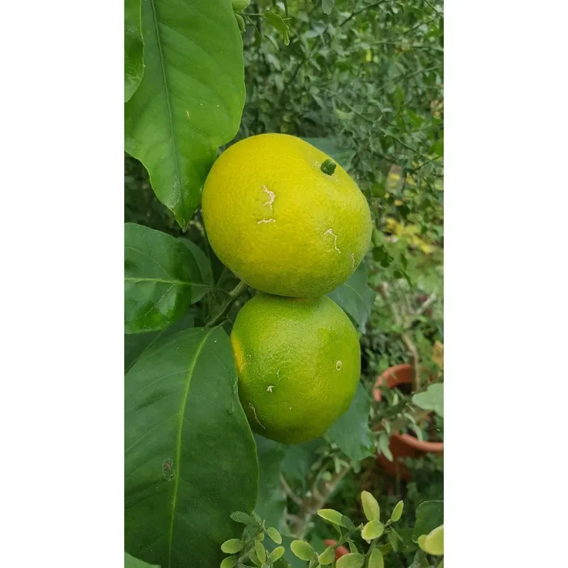 Citrus unshui 'Okitsu' greffé sur FA5 / Mandarinier Satsuma Okitsu / Conteneur de 3 à 4 litres / Tigette / Agrume