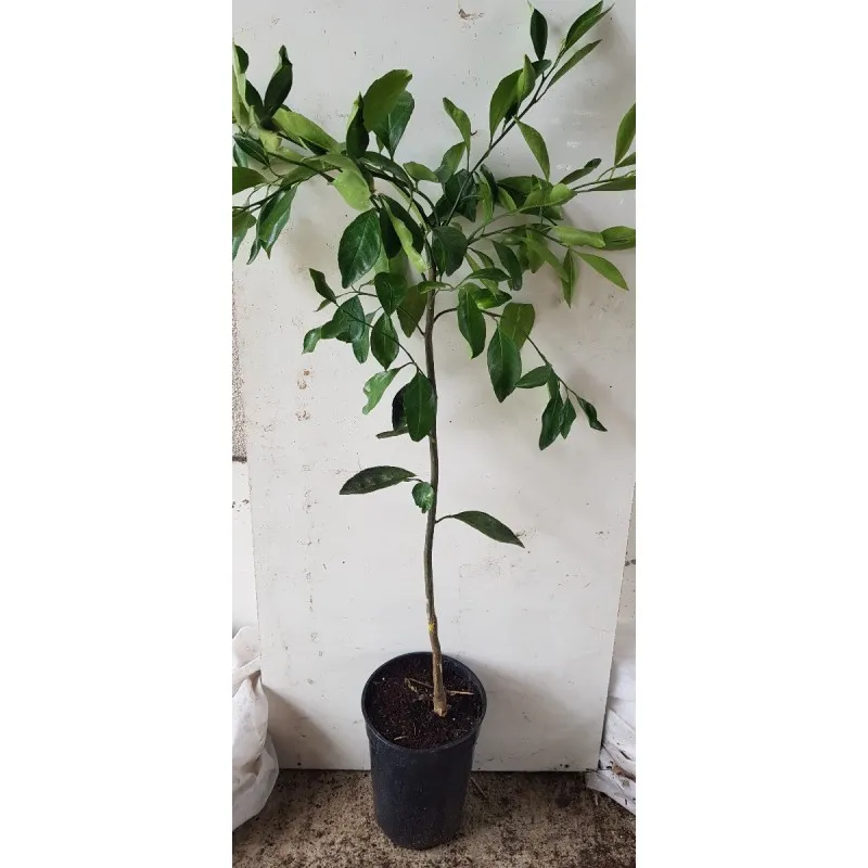 Citrus unshui 'Hashimoto' greffé sur FA5 / Mandarinier Satsuma / Conteneur de 3 à 4 litres / Tigette / Agrume