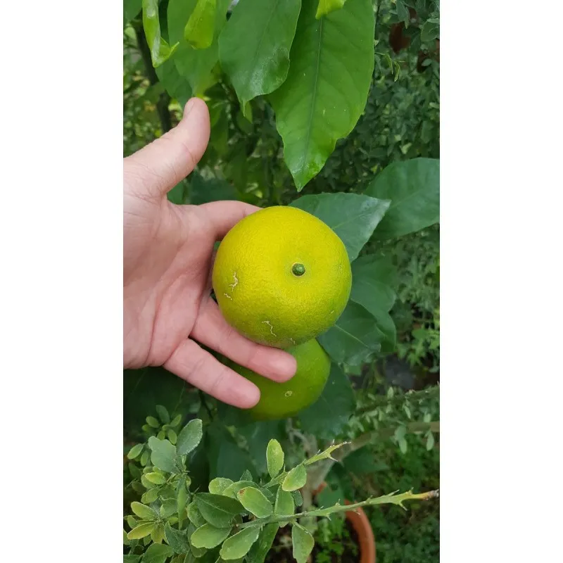 Citrus unshui 'Iwasaki'® greffé sur FA5 / Mandarinier Satsuma / Conteneur de 3 à 4 litres / Tigette / Agrume