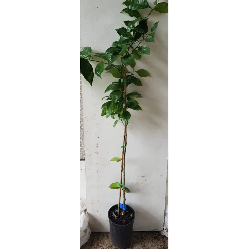 Citrus sinensis 'Valencia Midknight' greffé sur FA5 / Oranger / Conteneur de 3 à 4 litres / Tigette / Agrume