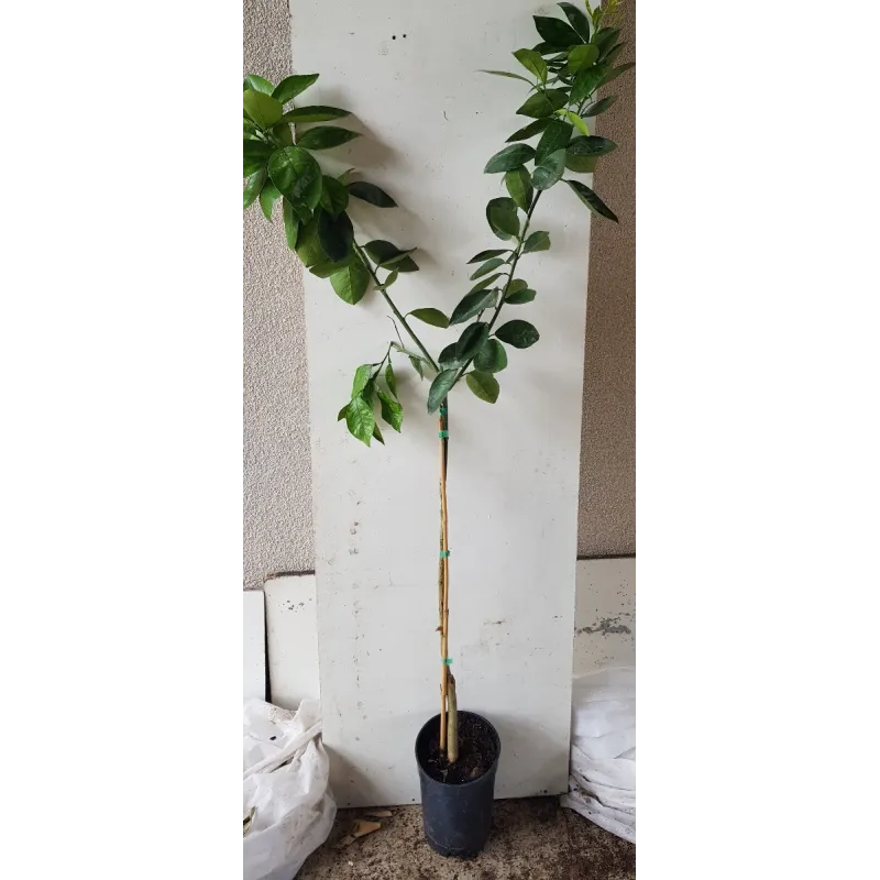 Citrus sinensis 'Valencia Delta' greffé sur FA5 / Oranger / Conteneur de 3 à 4 litres / Tigette / Agrume