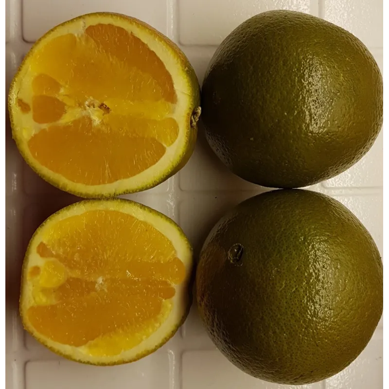 Citrus sinensis 'Chocolat' greffé sur FA5 / Orange Chocolat / Conteneur de 3 à 4 litres / Tigette / Agrume