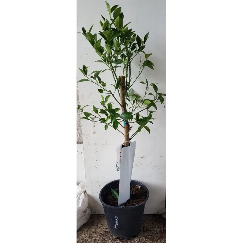 Citrus sinensis 'Barnfield' greffé sur FA5 / Oranger / Conteneur de 7 à 10 litres / Tigette / Agrume