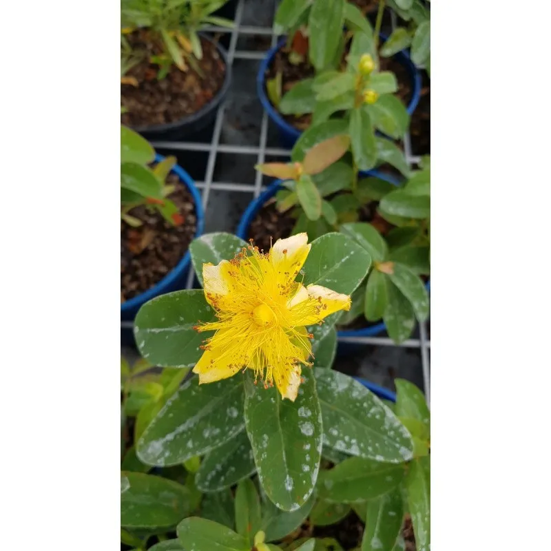 Hypericum calycinum / Millepertuis à grandes fleurs / Godet