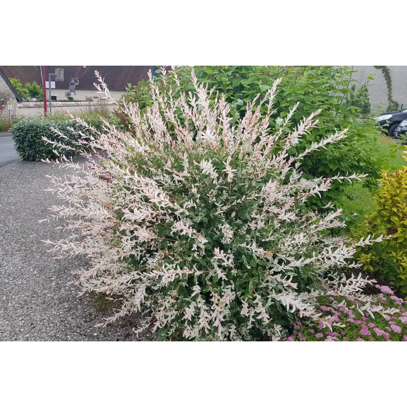 Salix integra 'Hakuro-Nishiki' / Saule crevette / Conteneur de 2 à 2.9 litres