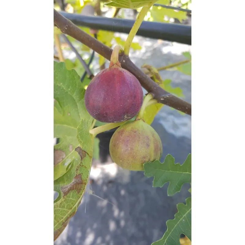 Ficus carica 'Ice Crystal' / Figuier 'Ice Crystal' / Conteneur de 2 à 2.9 litres / Fruitier