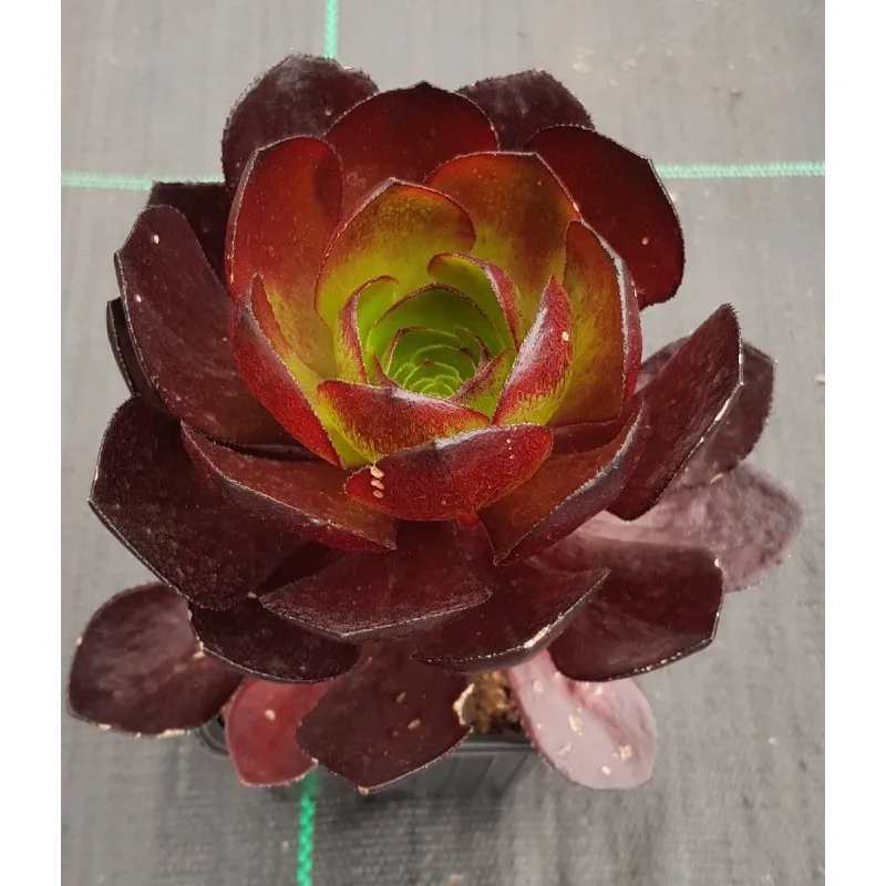 Semponium SURREAL® Vortex / Godet / Succulente