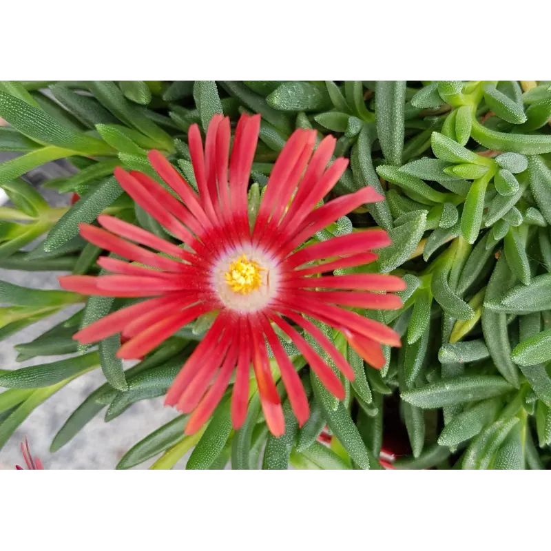 Delosperma dyeri 'Red Mountain' / Pourpier vivace / Conteneur de 1 à 1.9 litres / Succulente