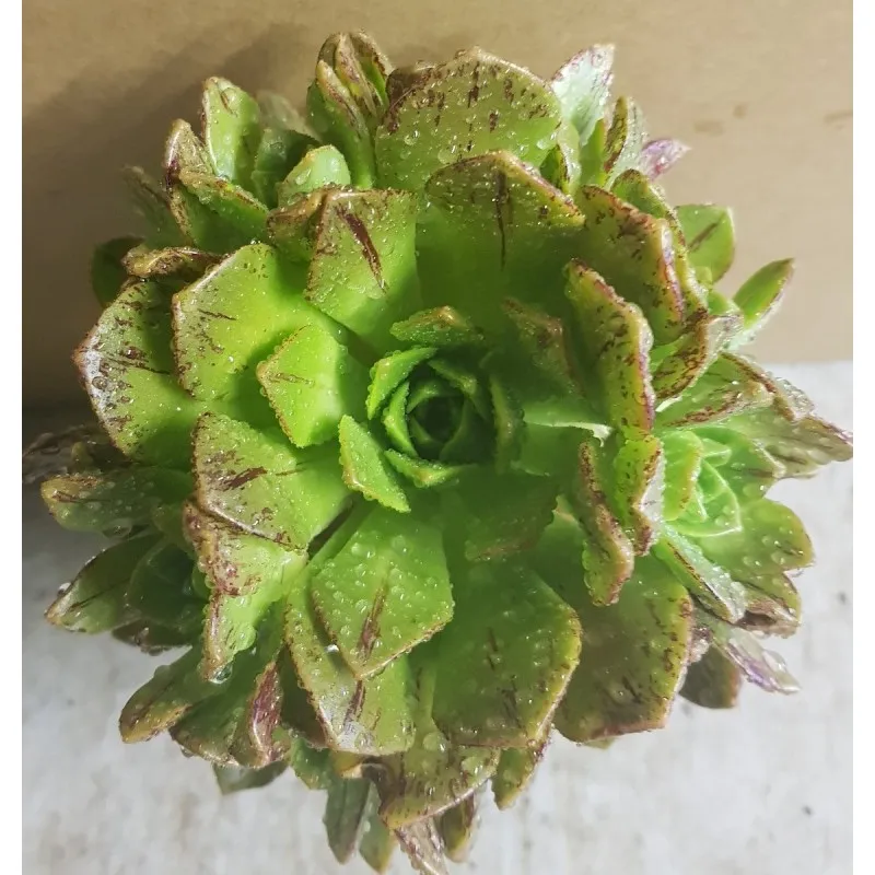 Aeonium haworthii (De semis) / Aéonium haworthii / Godet / Succulente