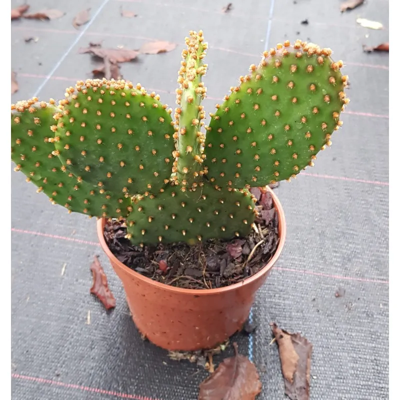 Opuntia macrocalyx / Opuntia à marge rouge / Conteneur de 0.5 à 0.9 litres / Cactée