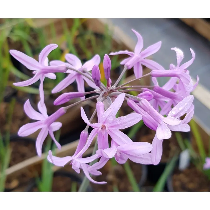 Tulbaghia violacea / Ail violet d’Afrique du sud