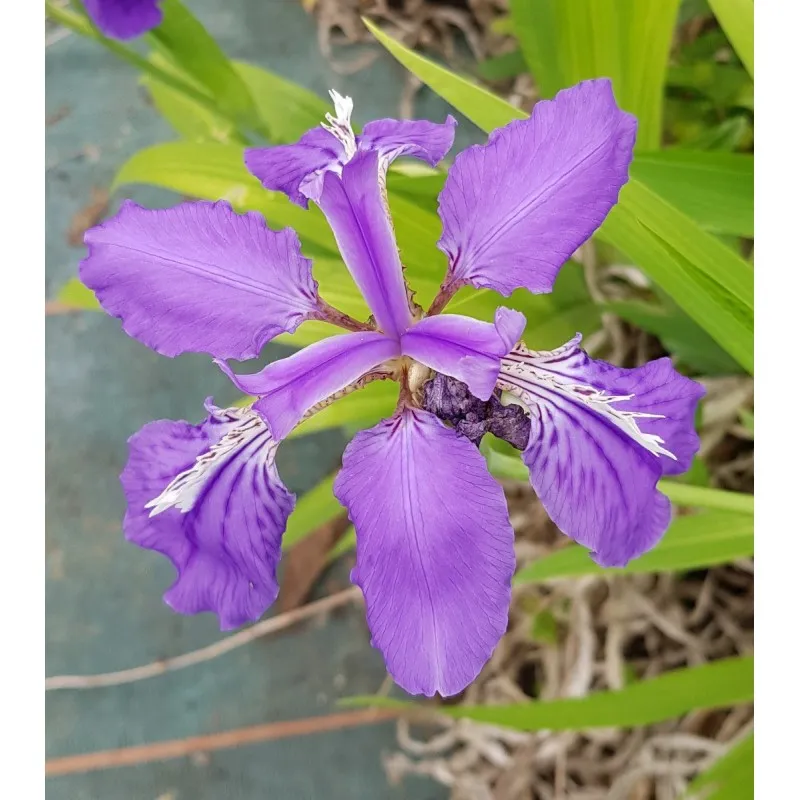 Iris milesii / Iris de Miles / Conteneur de 0.5 à 0.9 litres