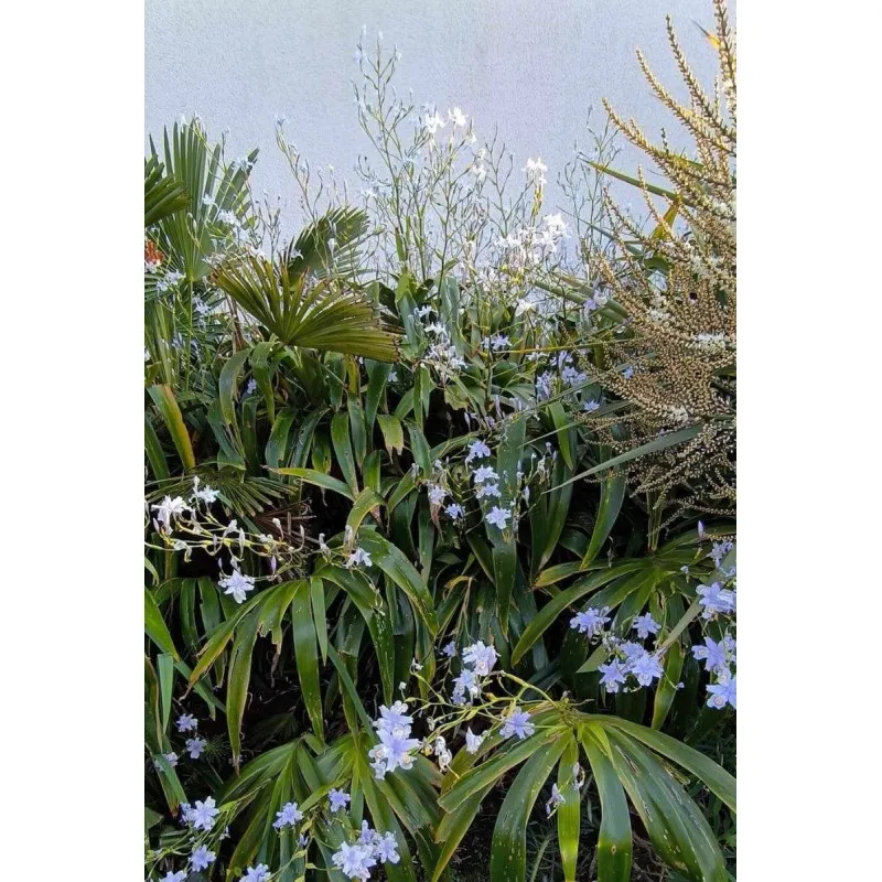 Iris confusa / Iris bambou / Conteneur de 0.5 à 0.9 litres